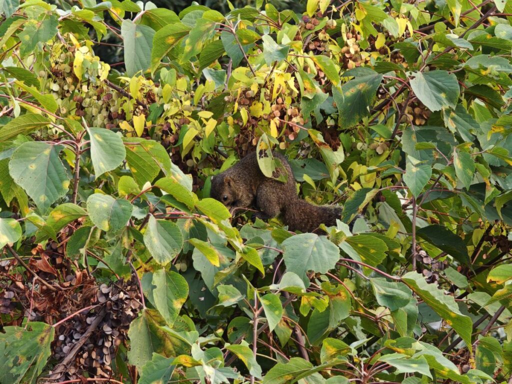 レジーナリゾート伊豆無鄰_客室_つつじ